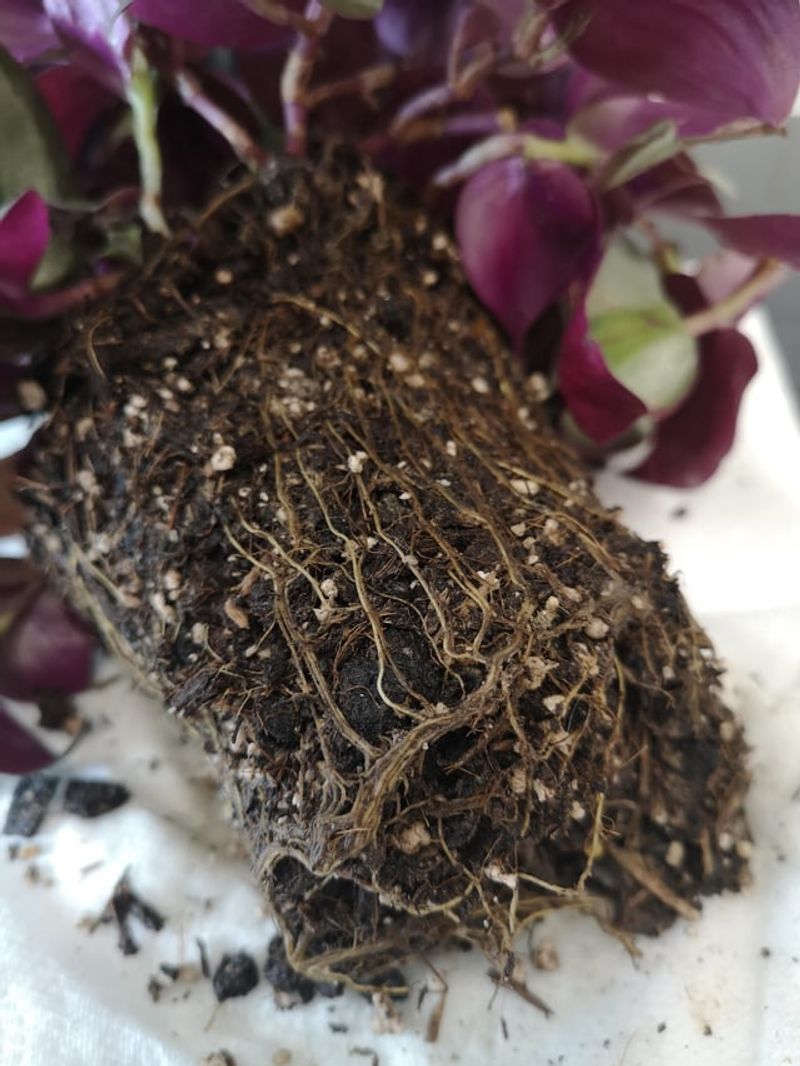Root Rot Develops Faster In Soggy Soil