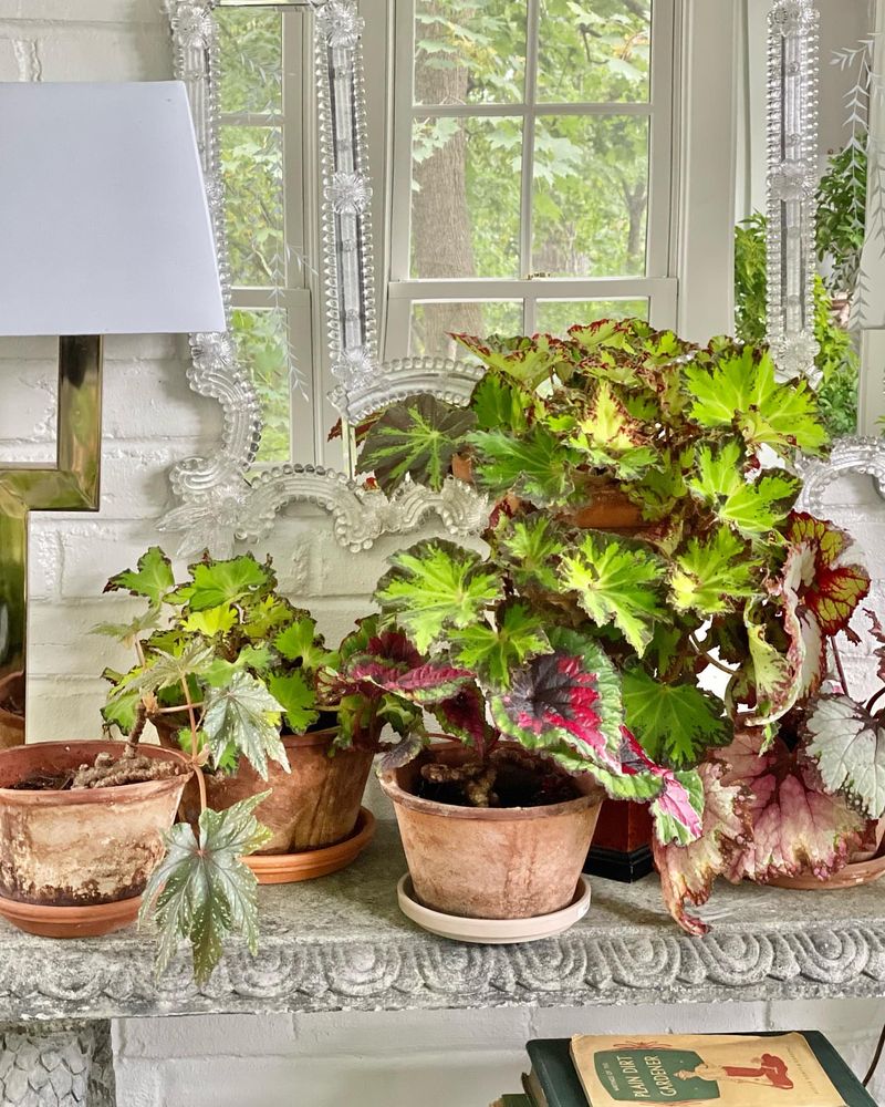 Cold Vermont Mornings Mean Windows Get Maximum Sun Exposure