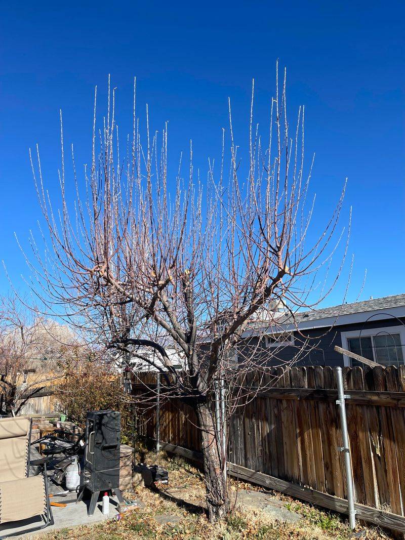 Winter Bloomers Need Different Timing Than Summer Plants