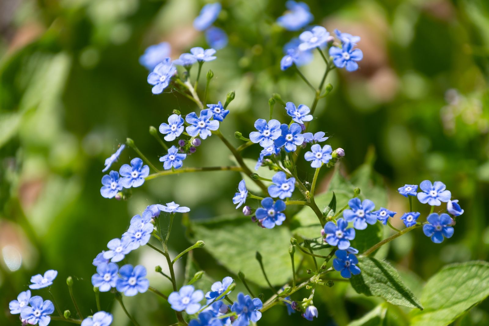 brunnera