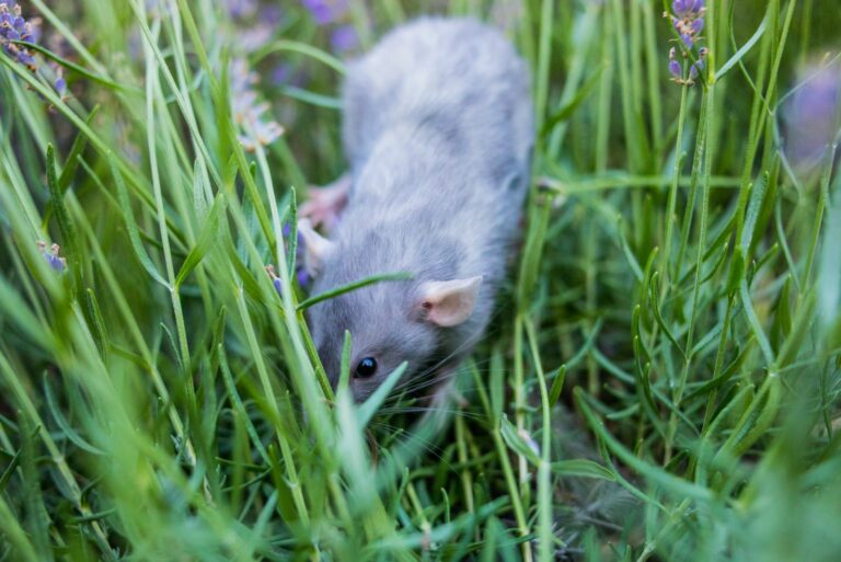 rat in grass