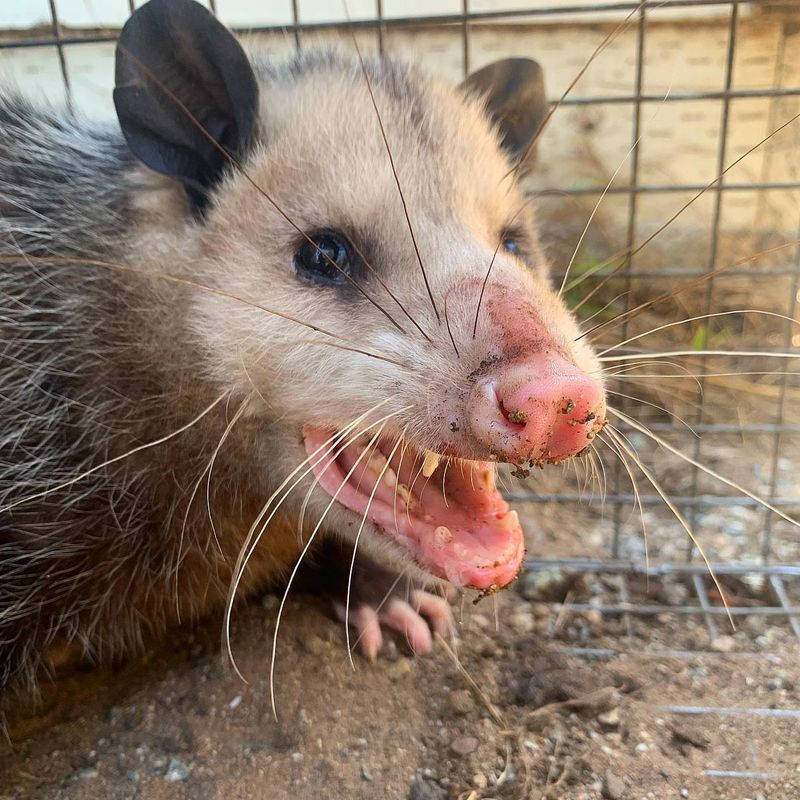 Their Bite Can Be Dangerous