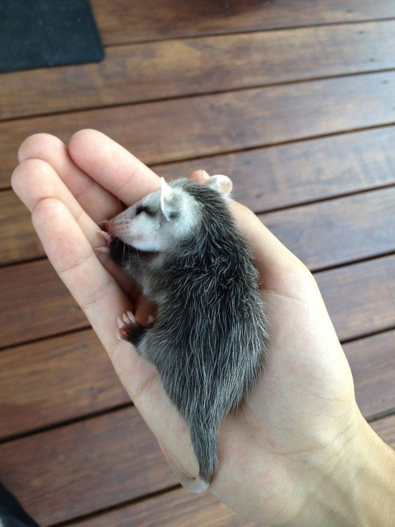 Baby Possums Need Special Consideration and Care