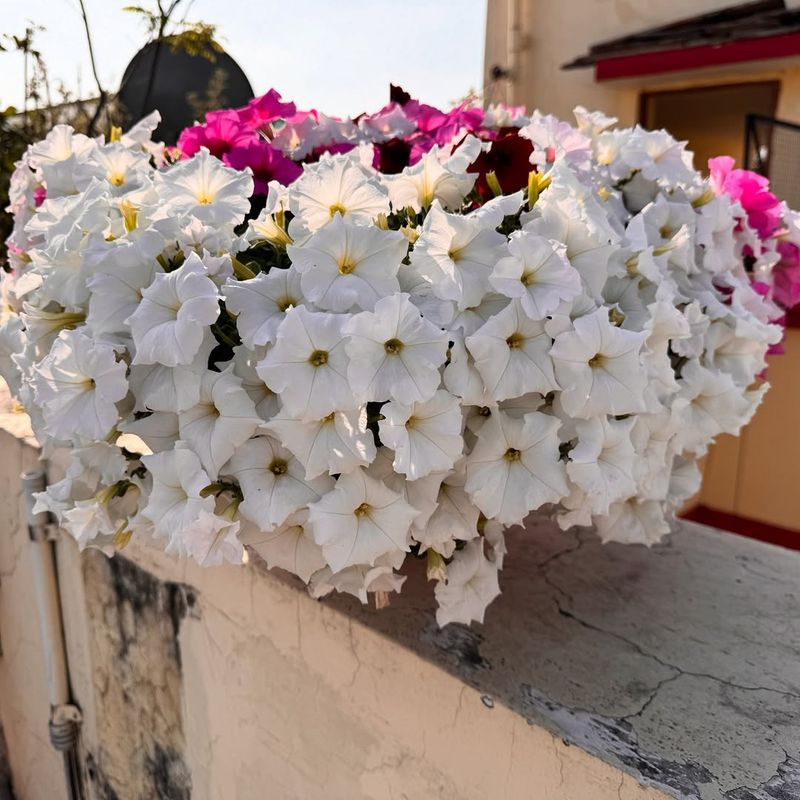 Quick Growth Provides Almost Instant Gratification