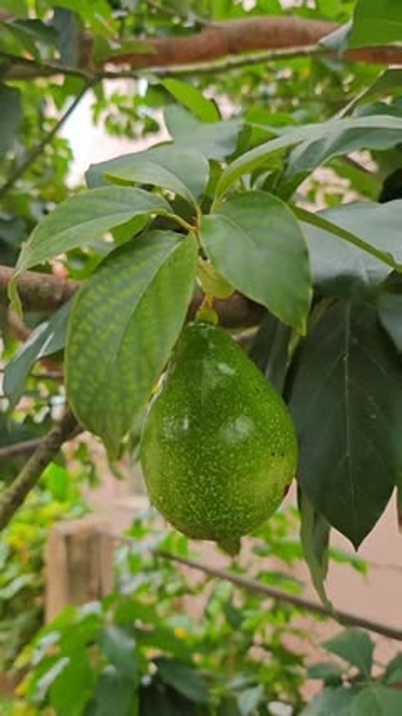 Avocado Trees (Most Types)