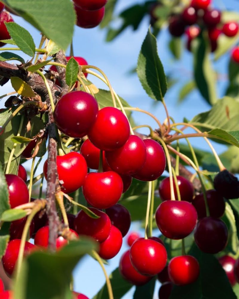 Cherry Trees