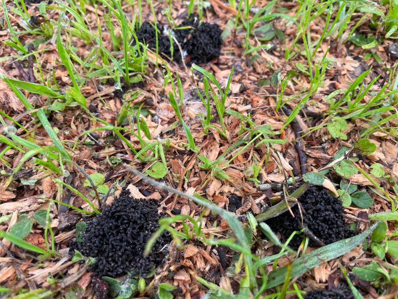 Earthworm Castings Appear As Small Bumps