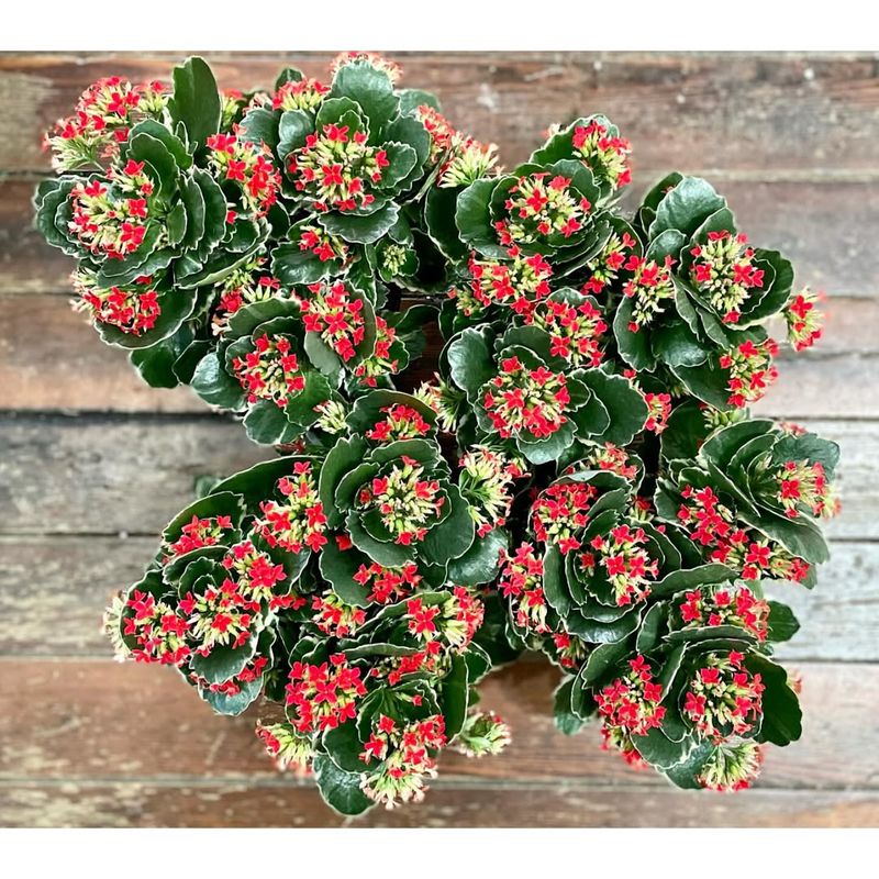 Kalanchoe