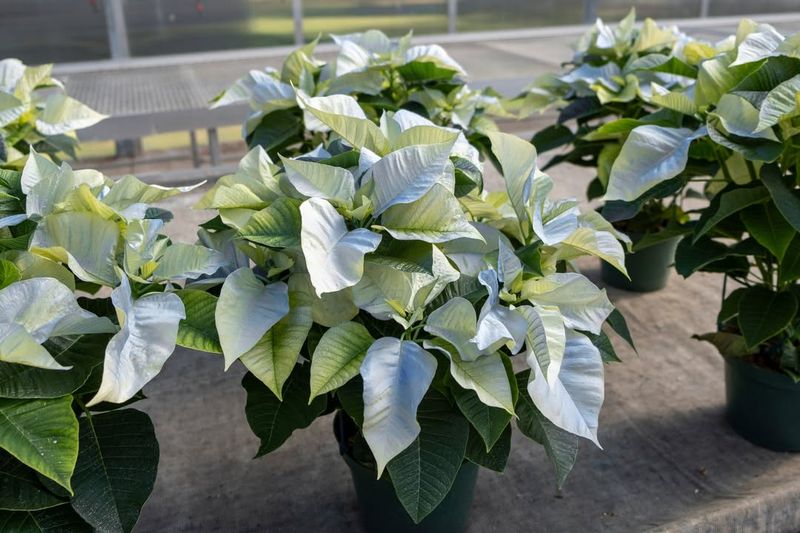 White Poinsettias For Elegant Decor