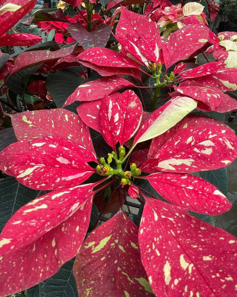 The Red Parts Are Not Actually Flowers