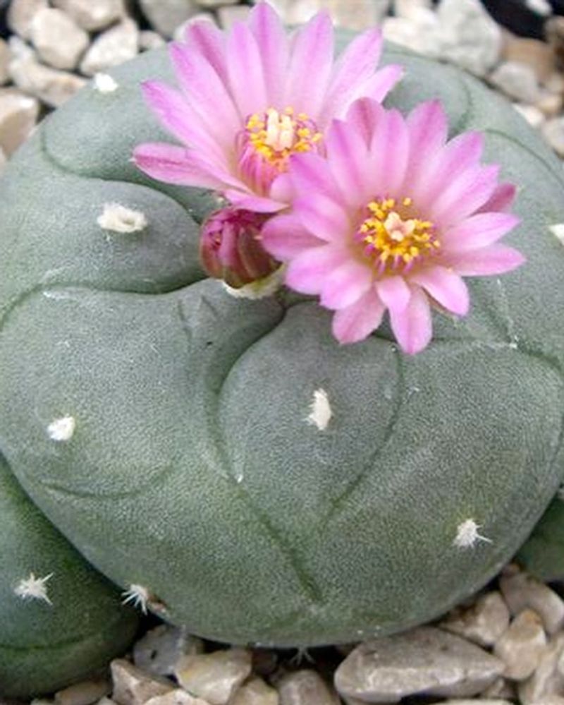 Peyote Cactus