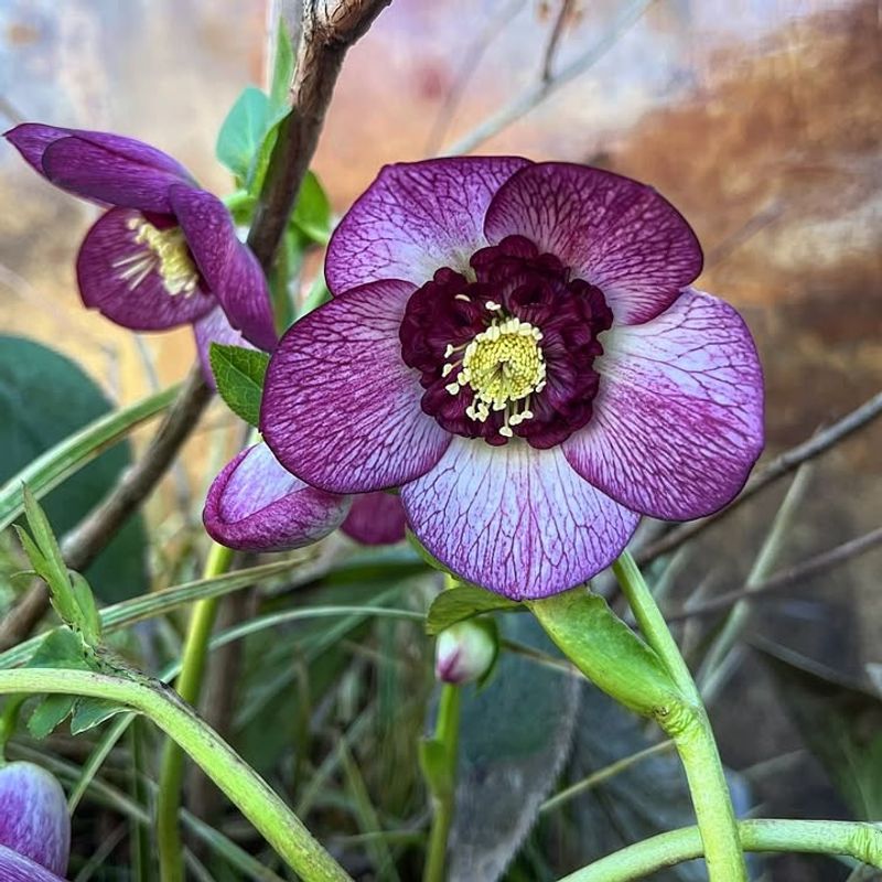 Blooms Last Months Instead Of Weeks