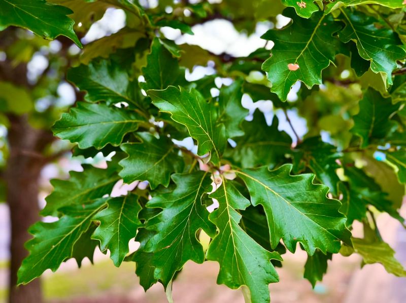 Recovery From Previous Stress