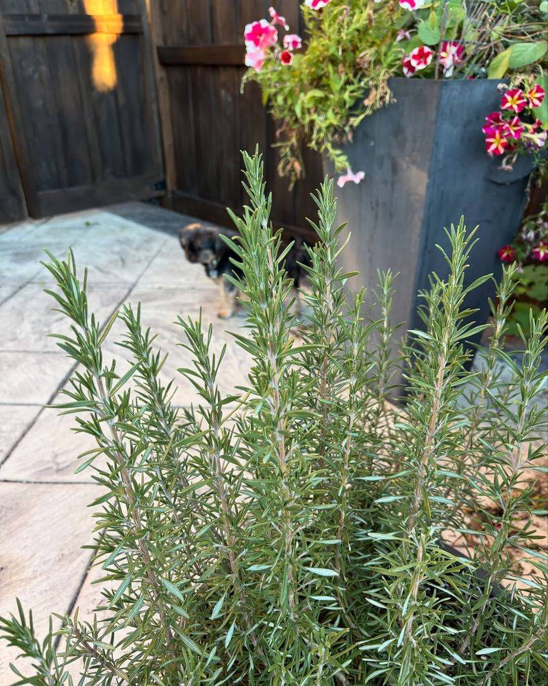 Weatherproof Plant for Busy People