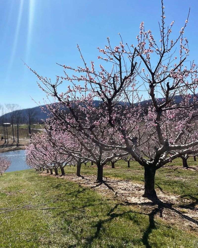 Peach Trees Are Particularly Vulnerable