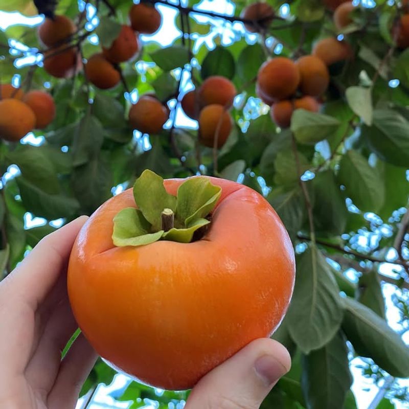 Persimmon Trees