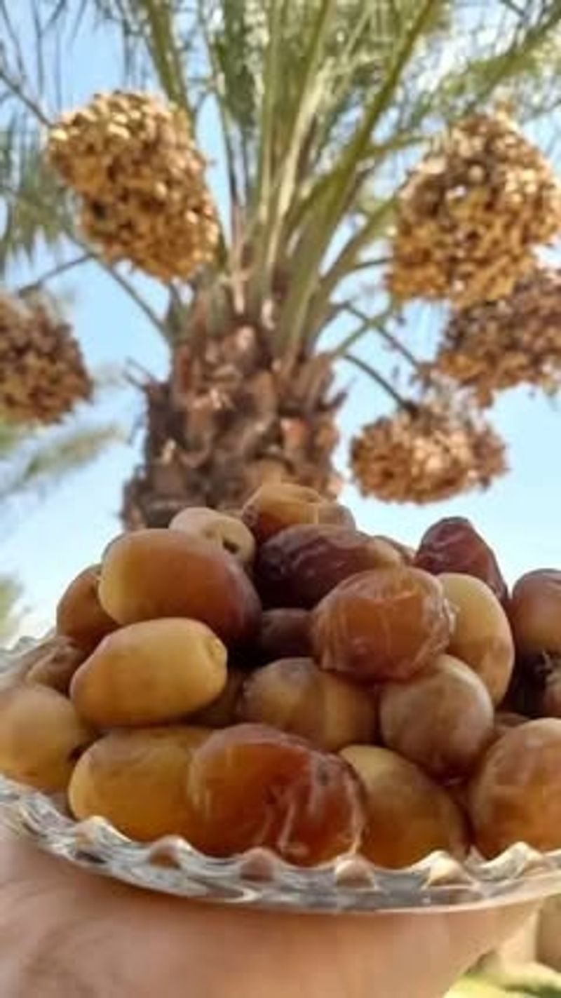 Date Palm Trees