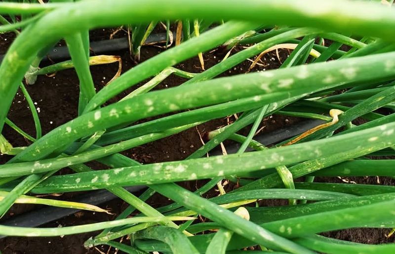 Overhead Watering Spreads Fungal Spores Rapidly