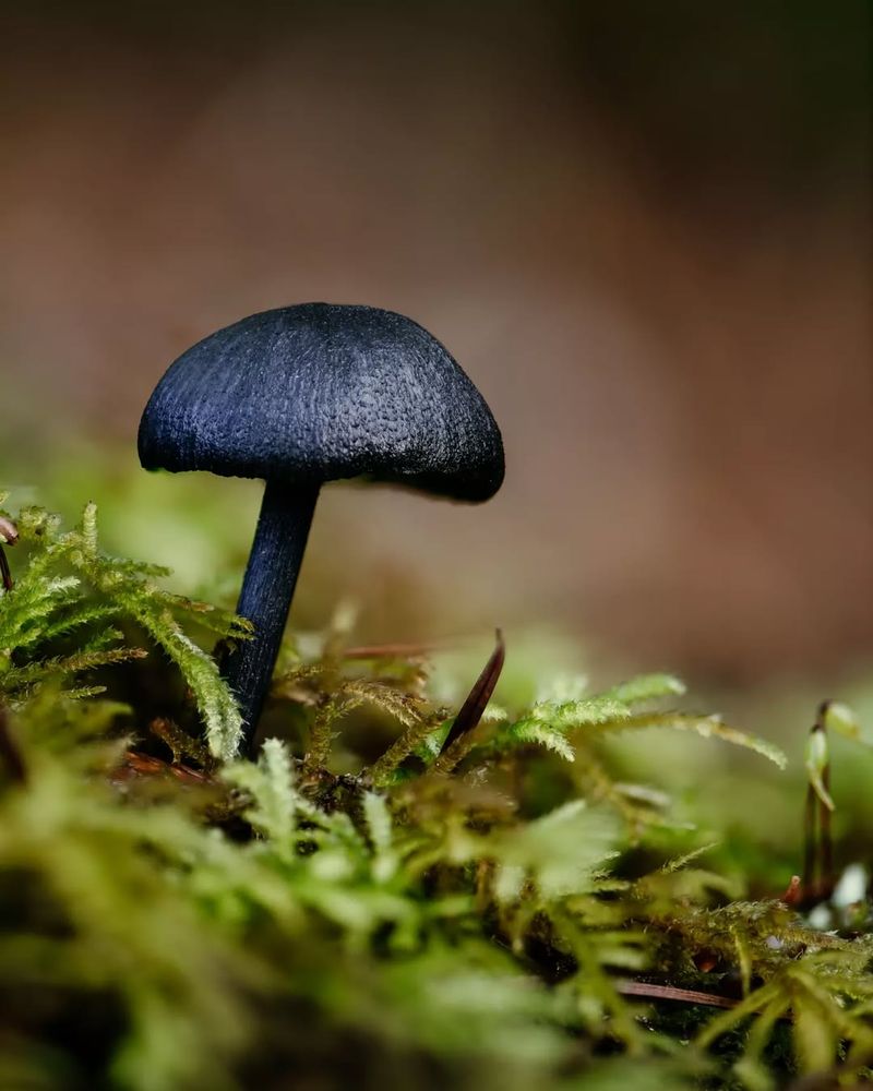 Seasonal Appearances Create A Limited Window For Sightings