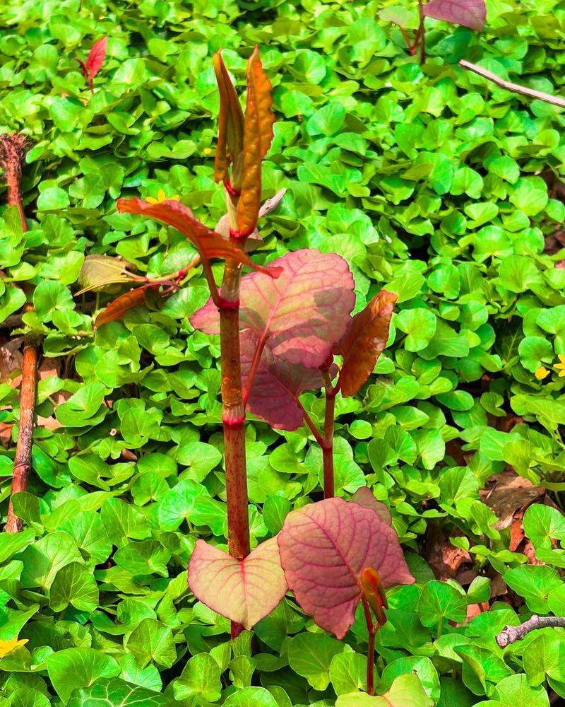 Japanese Knotweed