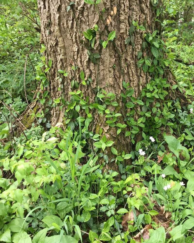 Wintercreeper Euonymus Climbs Walls Like Spider Webs