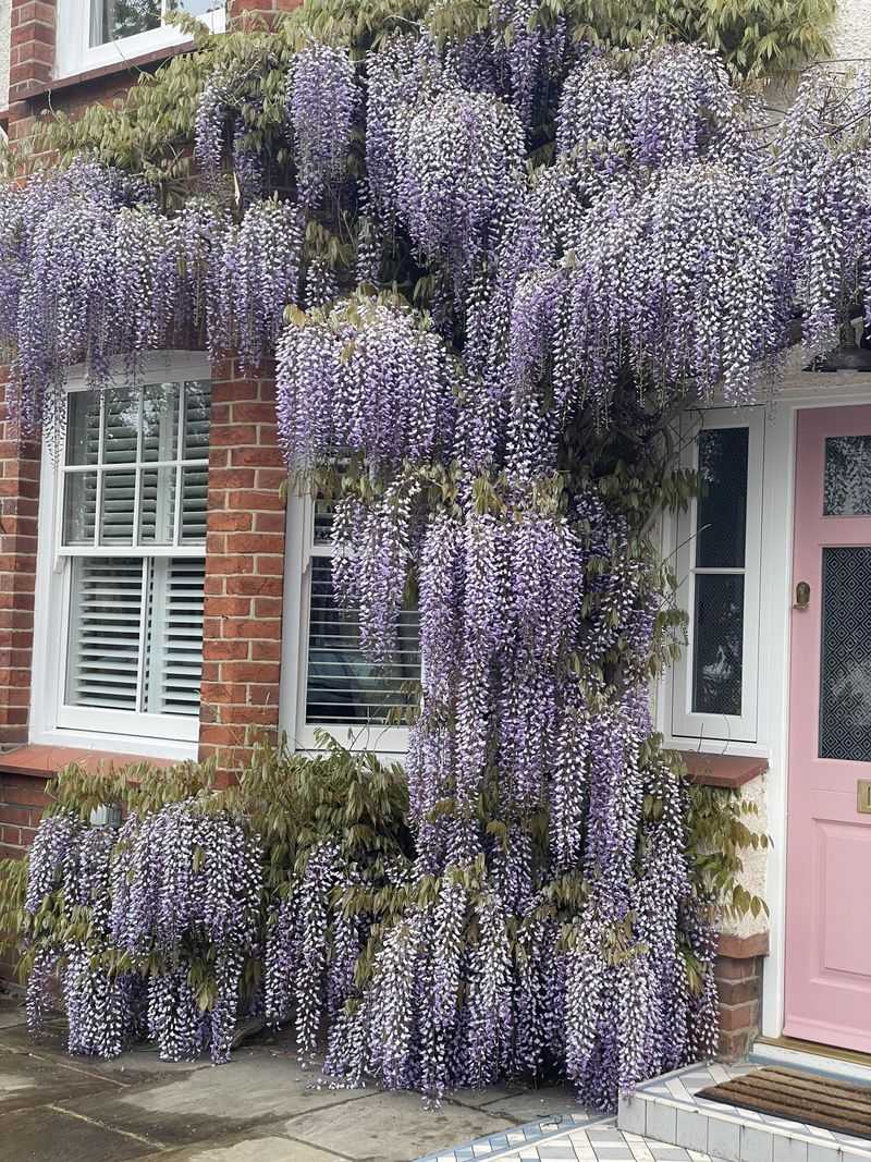 Wisteria