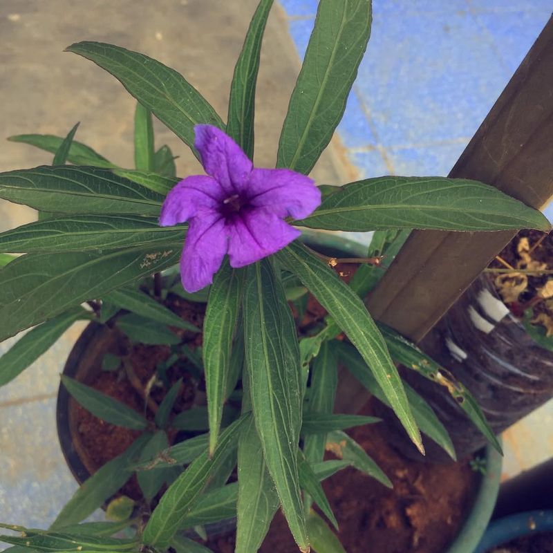 Mexican Petunia