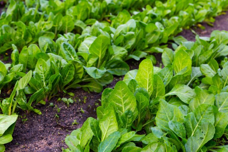 spinach garden bed