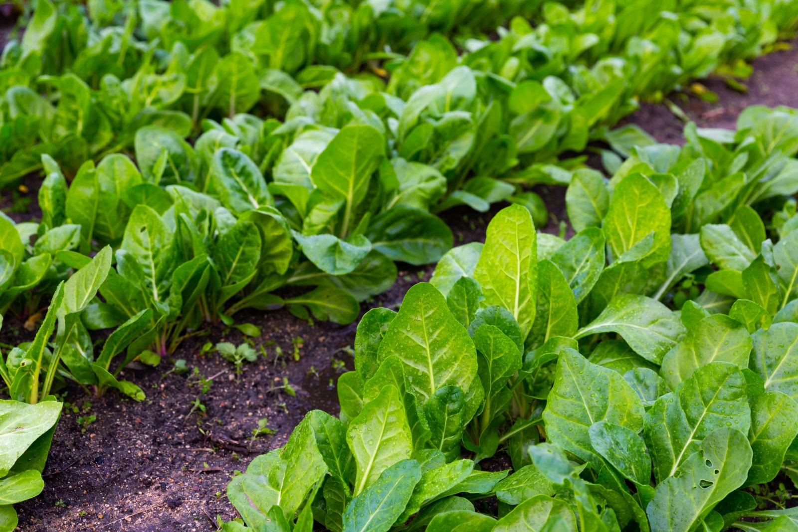 Portland Garden Experts Warn Homeowners About Sudden Freeze Damage To Winter Veggies