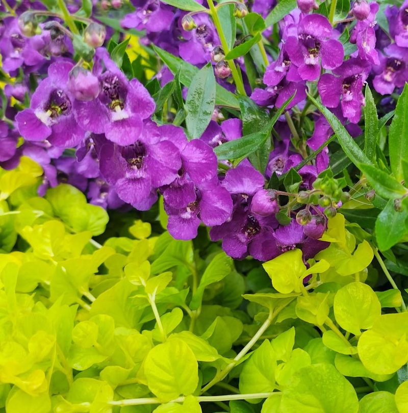 Angelonia: Snapdragon Cousin That Beats The Heat