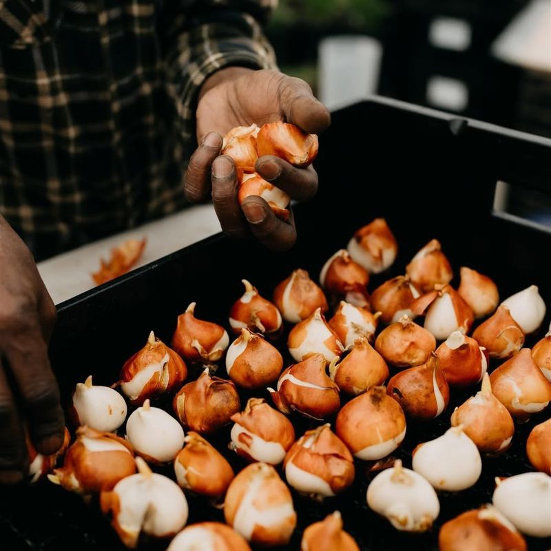 Water Correctly Without Drowning Your Bulbs