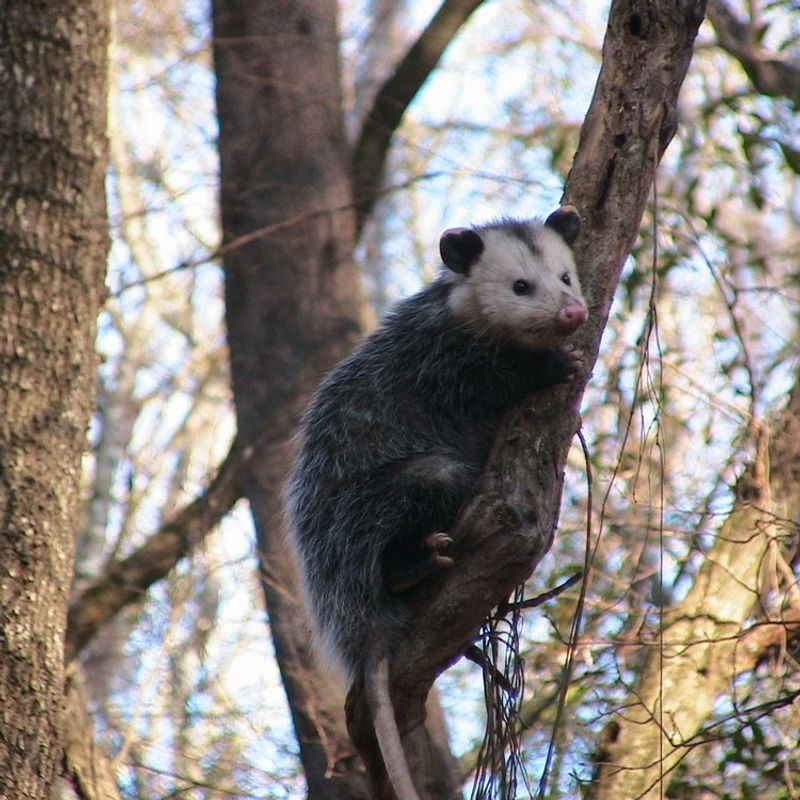 They Rarely Carry Rabies