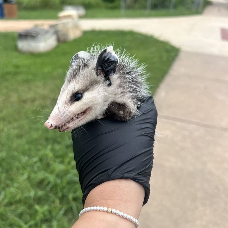 They're Not Aggressive Animals