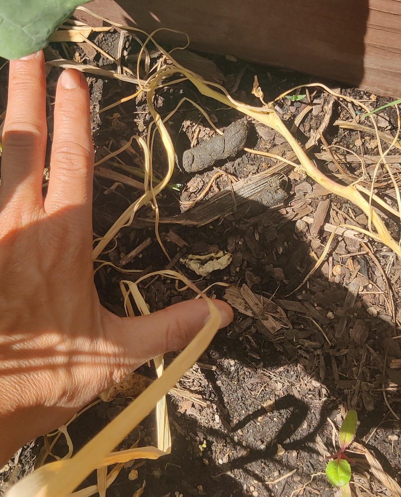 Their Droppings Benefit Your Soil