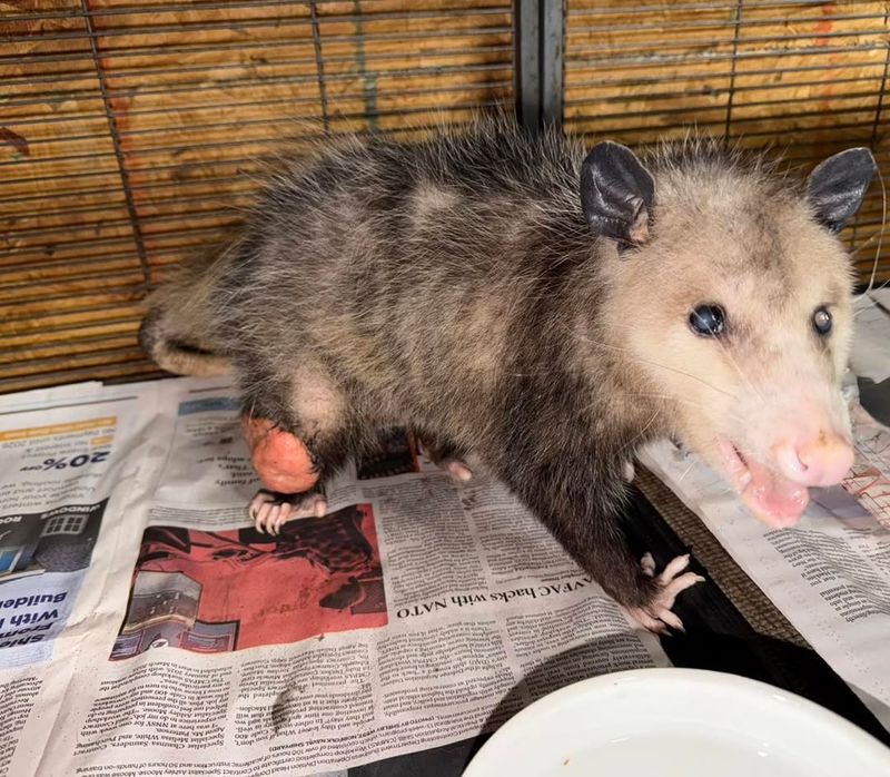 Removing Them May Be Illegal Without Proper Permits