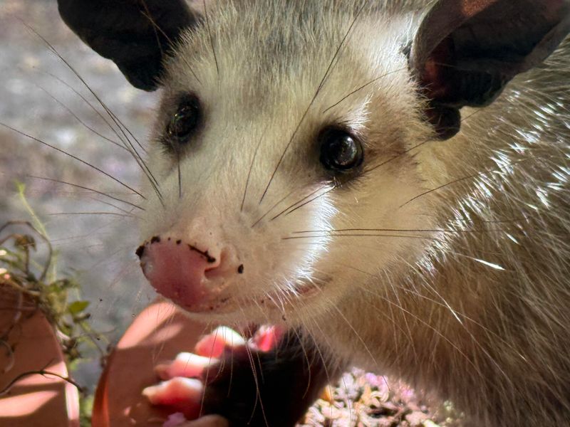 Relocation Often Harms Possums