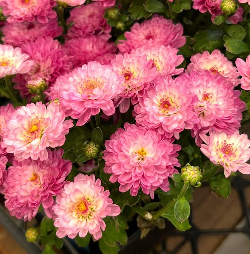 Wind Protection Prevents Damage