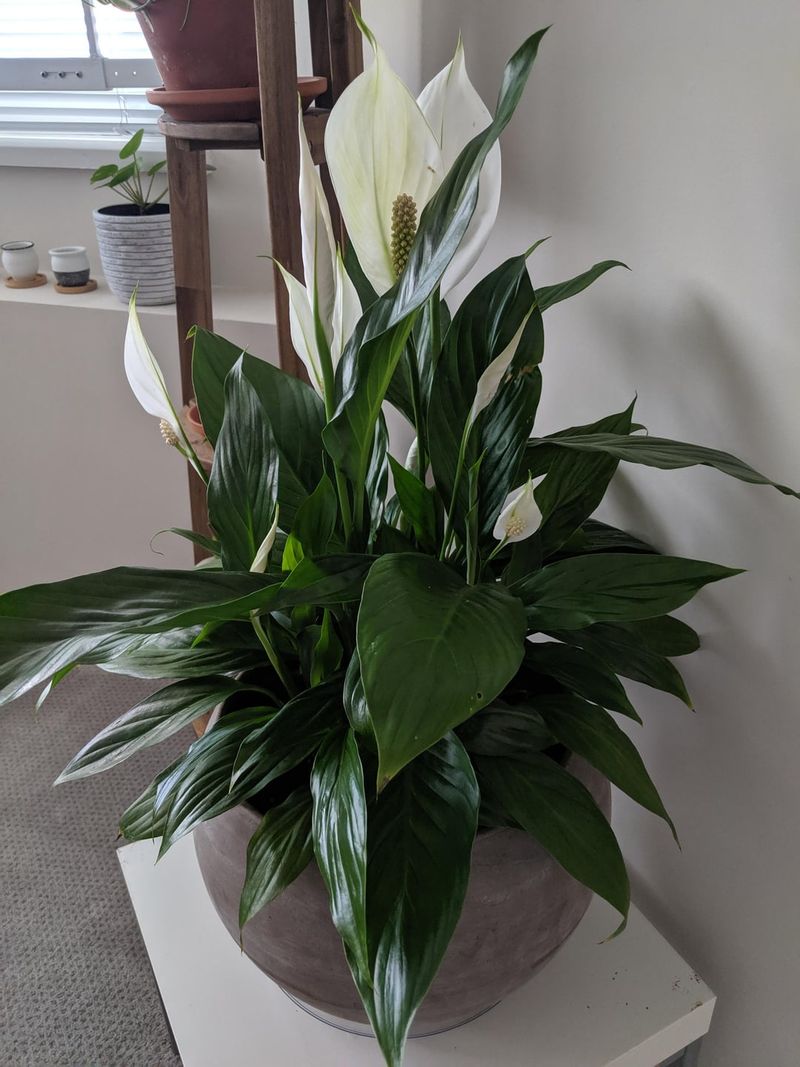 Peace Lily (Spathiphyllum)