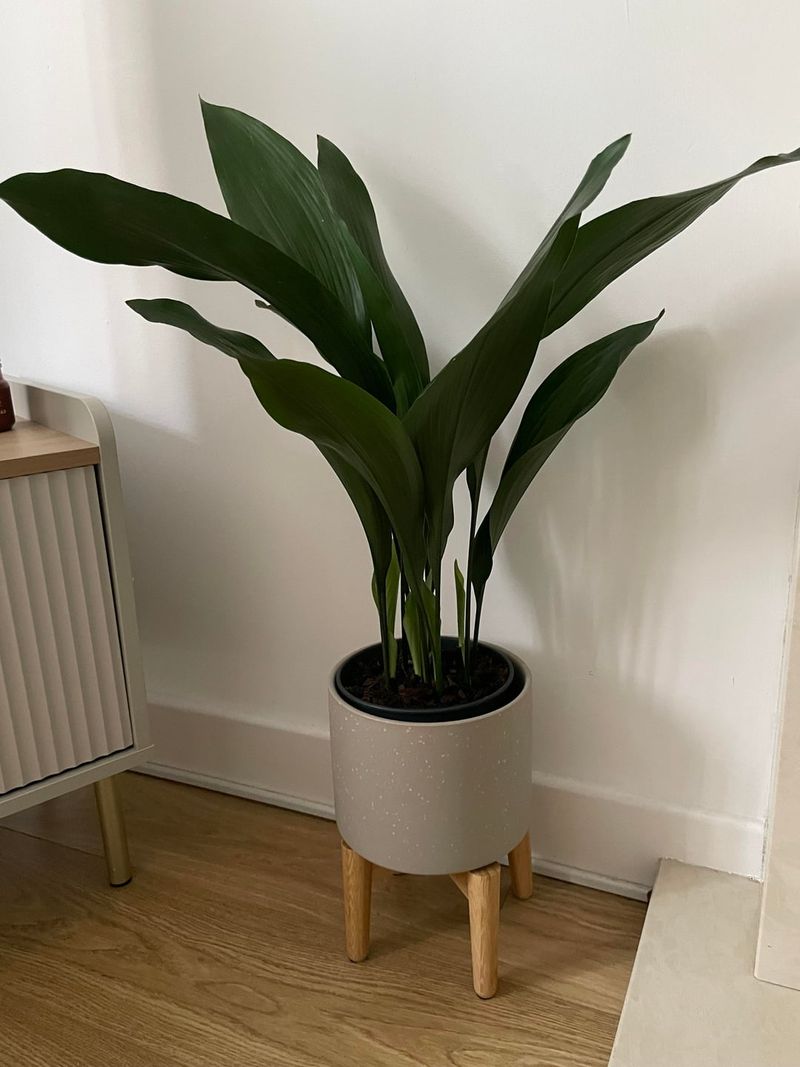 Cast Iron Plant (Aspidistra elatior)
