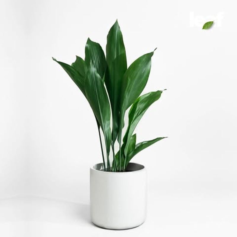 Cast Iron Plant (Aspidistra elatior)