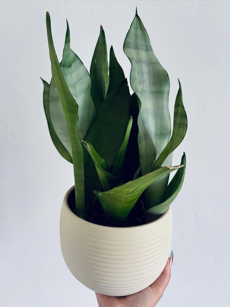 Snake Plant