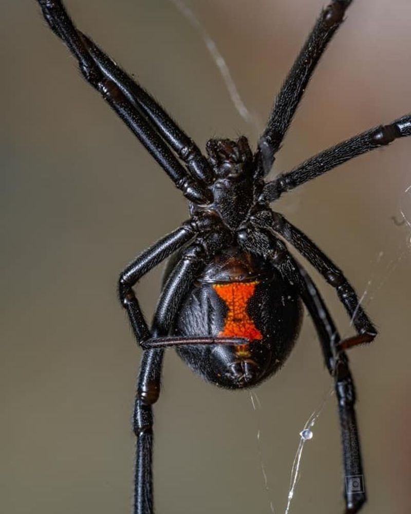 Western Black Widow Spider