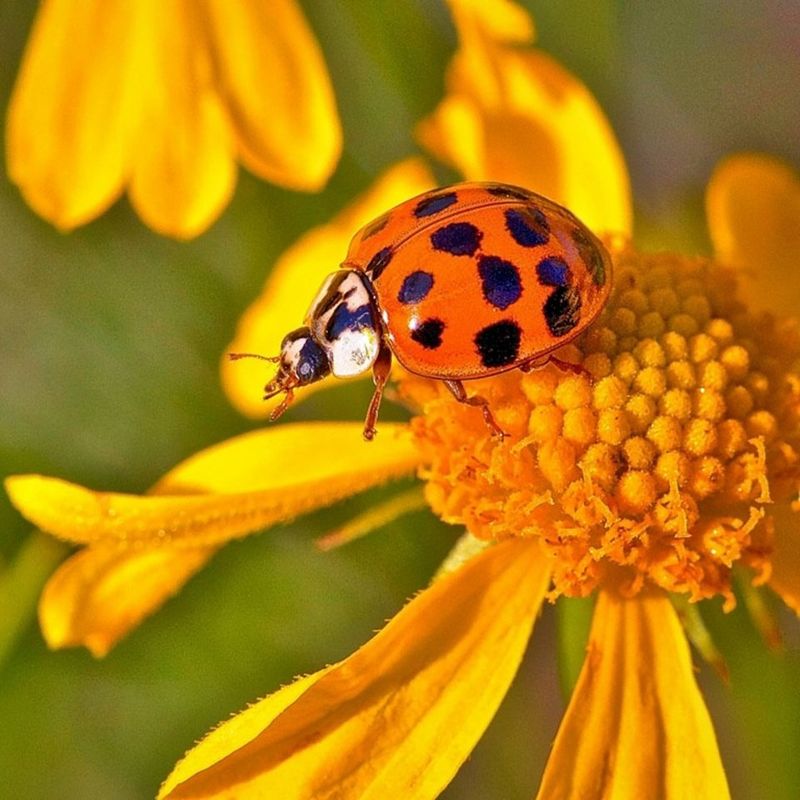 Ladybugs