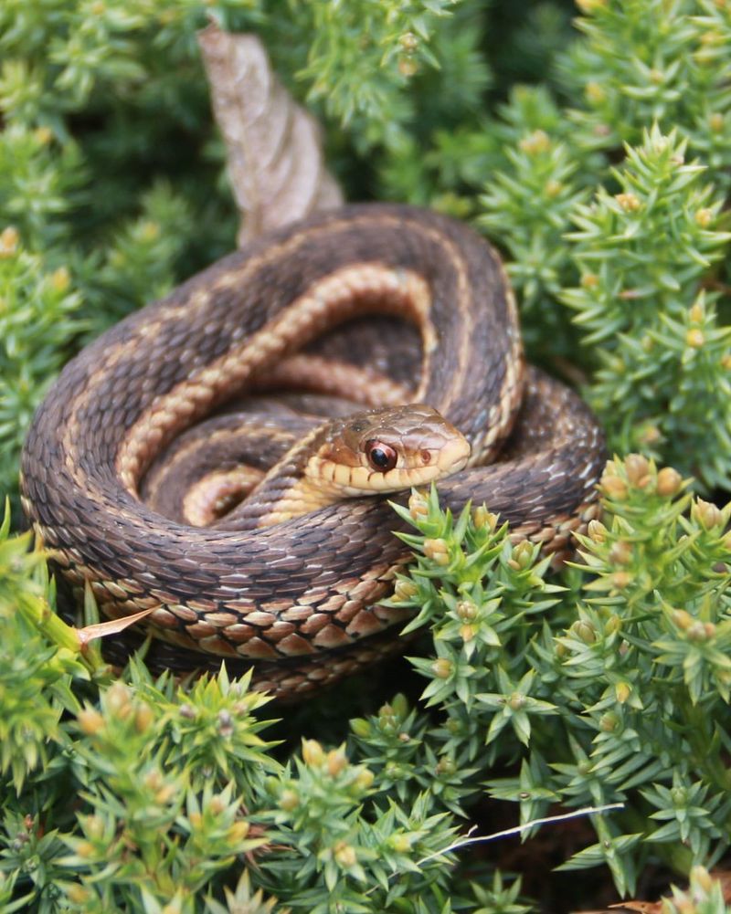Garter Snakes: Gentle Rodent Hunters