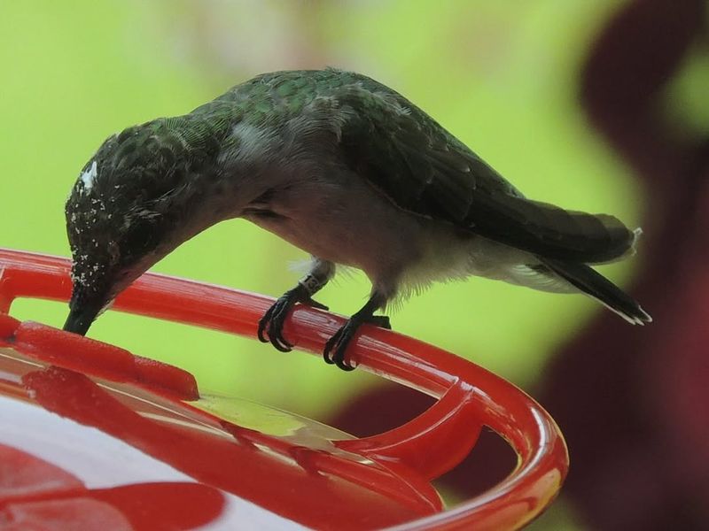 Plan Ahead For Next Spring's Return