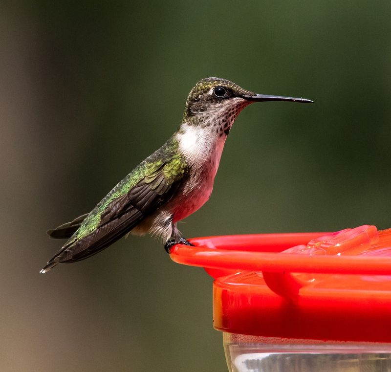 Leave One Feeder Up Longer