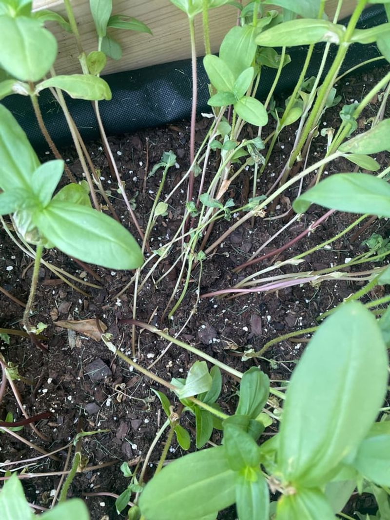 Water Wisely During Establishment