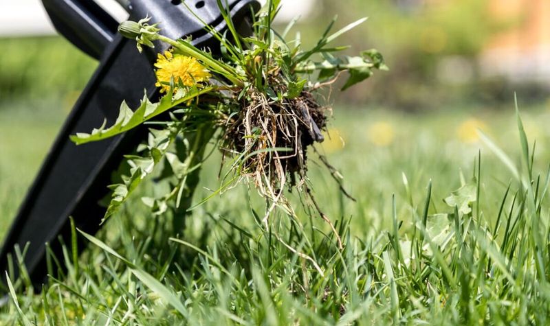 Eliminating Moss And Weeds