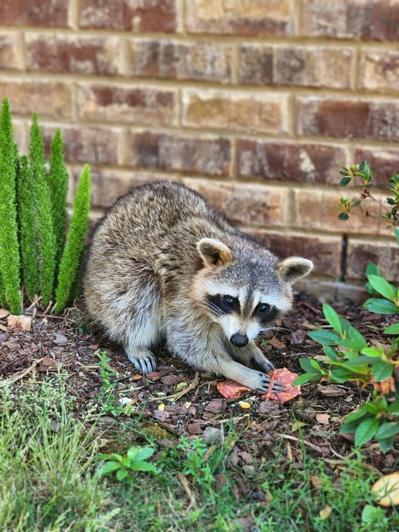 Cost Of Professional Removal Services