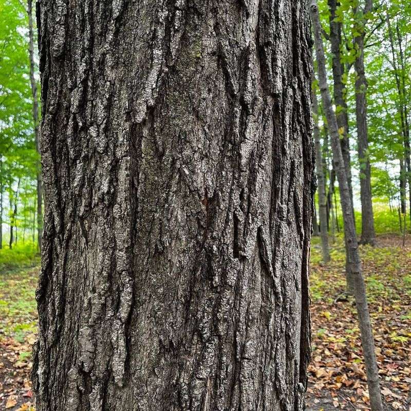 Reducing Vandalism and Theft on Rural Properties